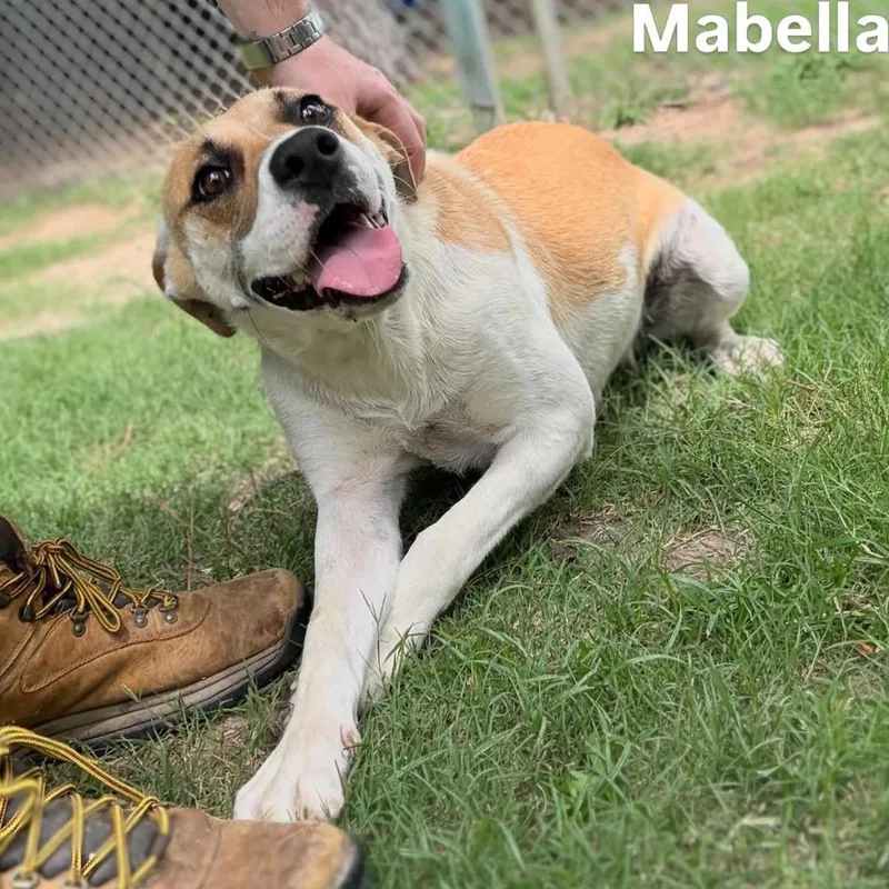 Mabella