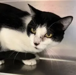An adult small-sized male Black Domestic Short Hair cat named Patrick for adoption in Rapid City, SD