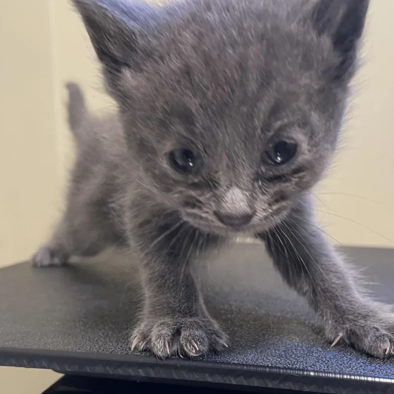 A baby small-sized male Gray / Blue / Silver Domestic Short Hair cat named Blue Collar for adoption in Pasadena, CA