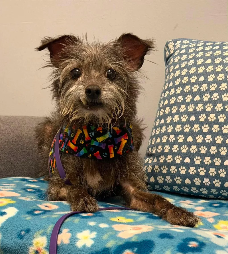 A senior small-sized male Miniature Schnauzer dog named Froggie West Palm for adoption in Bradenton, FL