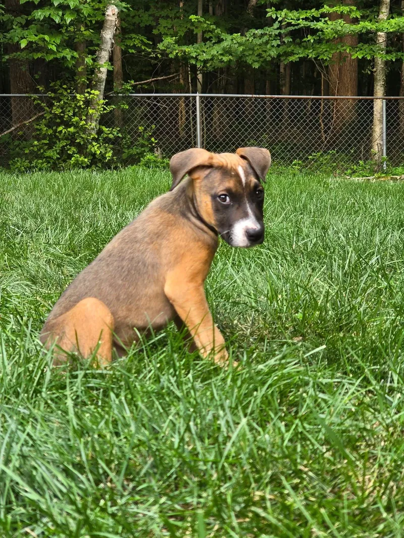 Mack