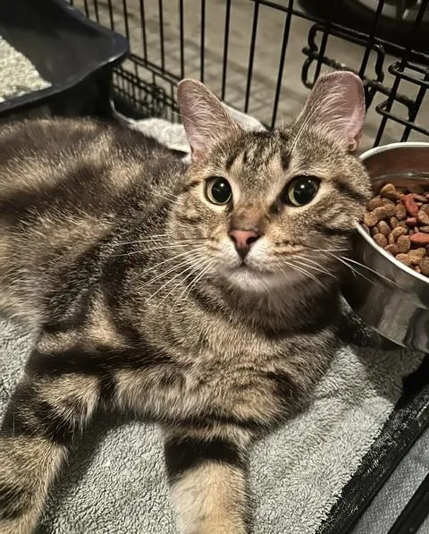 A young medium-sized male Tabby (Gray / Blue / Silver) Domestic Short Hair cat named Winston for adoption in Nolensville, TN