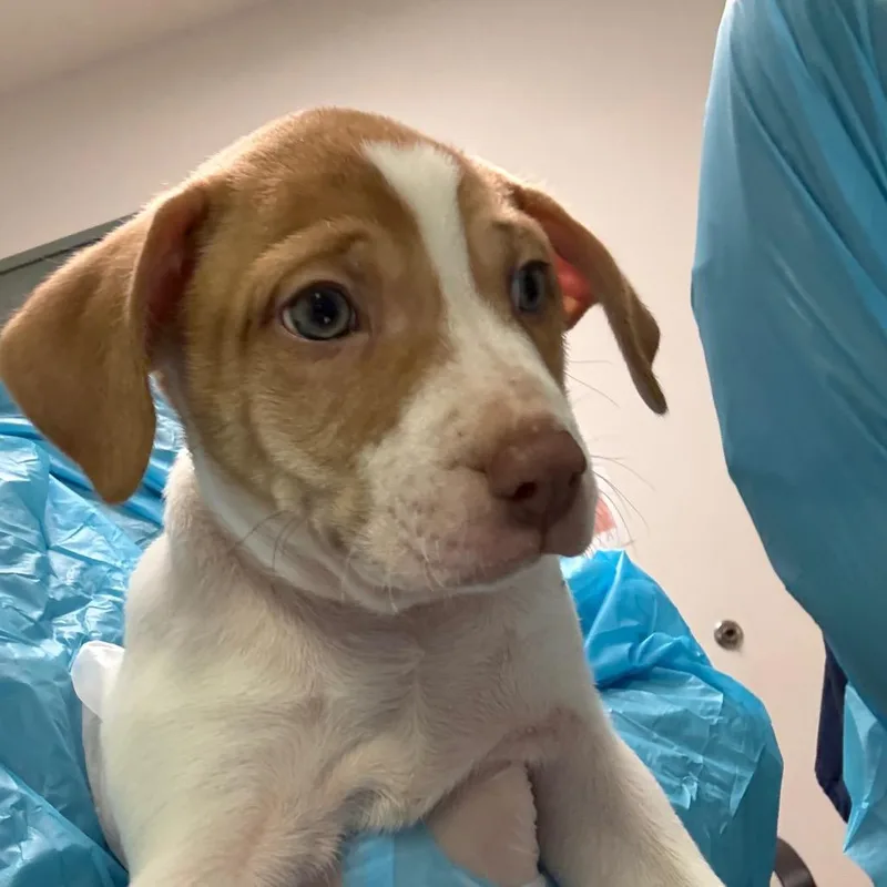 A baby small-sized male Yellow / Tan / Blond / Fawn Mixed Breed dog named Linus for adoption in Charleston, WV