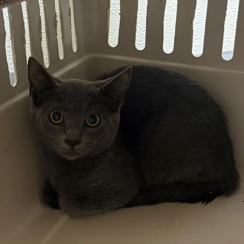 A baby small-sized female Gray / Blue / Silver Domestic Short Hair cat named Ezio for adoption in Charlottesville, VA