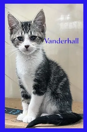 A baby medium-sized male Domestic Short Hair cat named Vanderhall for adoption in Hoover , AL