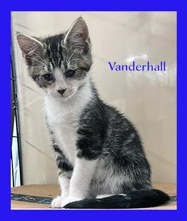 Vanderhall thumbnail 2