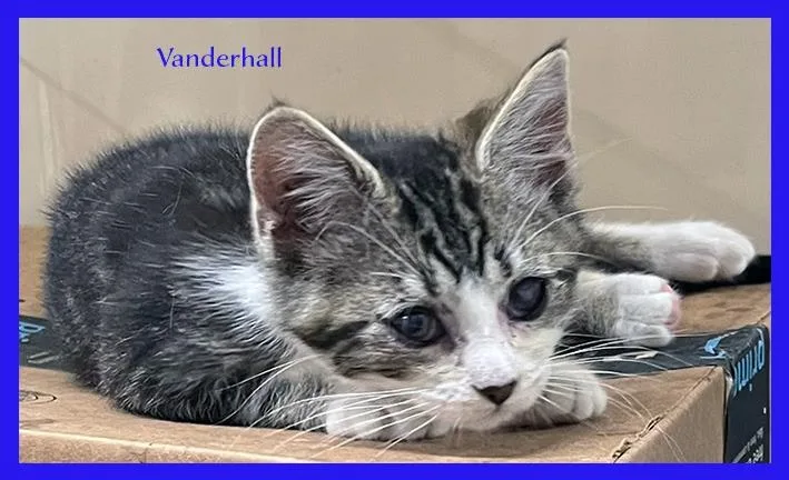 Vanderhall thumbnail 3