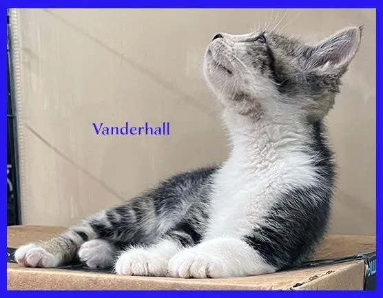 Vanderhall thumbnail 4