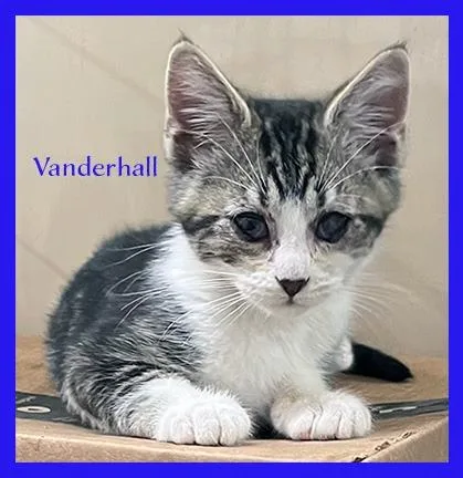 Vanderhall thumbnail 5