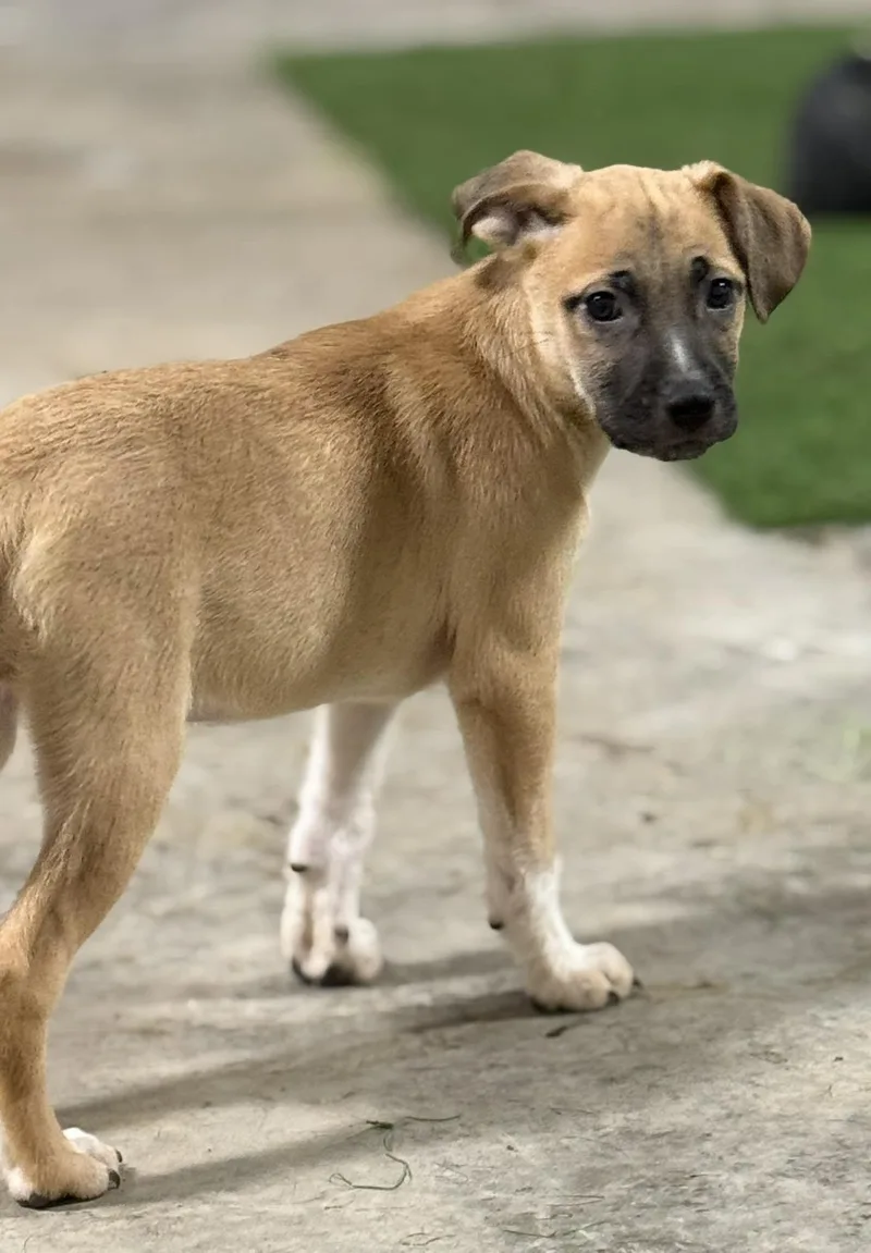 A young medium-sized female Yellow / Tan / Blond / Fawn Black Mouth Cur dog named Venus for adoption in Jacksonville, TX