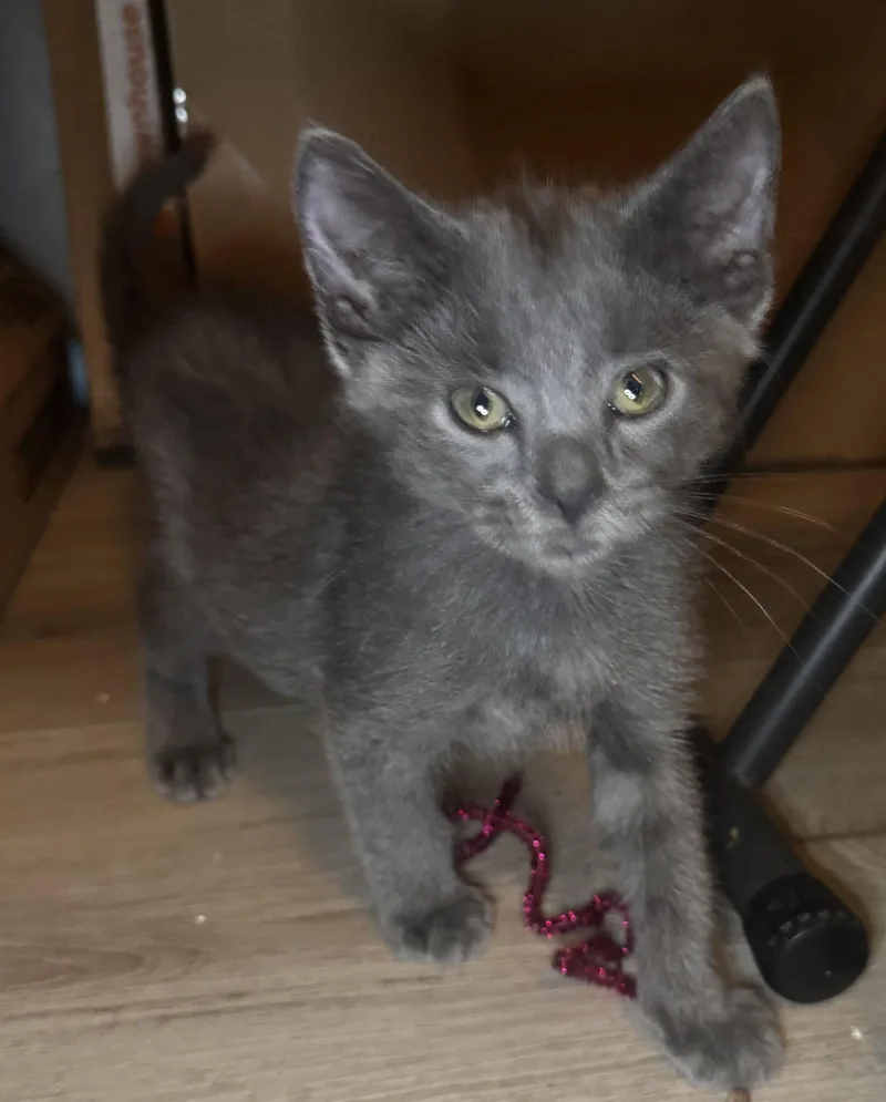A baby medium-sized male Gray / Blue / Silver Domestic Short Hair cat named Leo for adoption in Seal Beach, CA