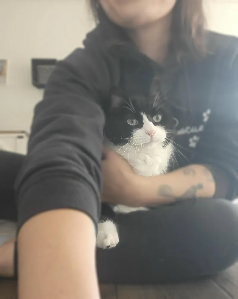 A senior large-sized male Black & White / Tuxedo Domestic Short Hair cat named Butler for adoption in Fertile, MN