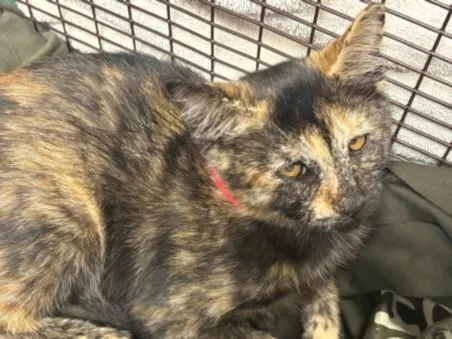A baby small-sized female Domestic Short Hair cat named Hoot for adoption in Chatsworth, CA