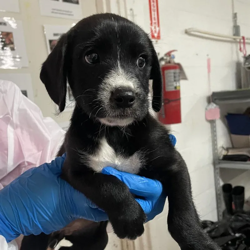 A baby medium-sized female Black Mixed Breed dog named Iggy for adoption in Edinburg, TX