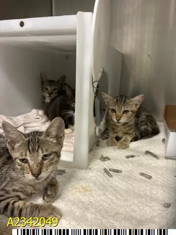 A baby small-sized female Domestic Short Hair cat named Klara for adoption in West Palm Beach, FL