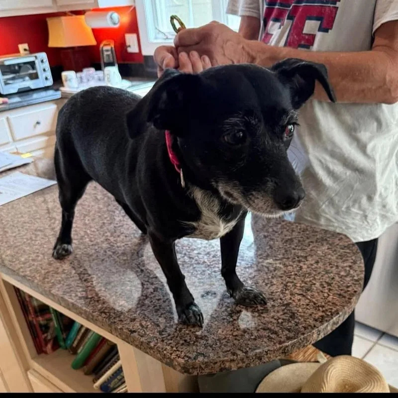 An adult small-sized female Black Mixed Breed dog named Lady Belle for adoption in Alexandria, VA