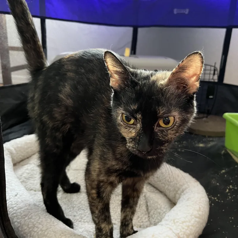 An adult medium-sized female Tortoiseshell cat named Chi Chi  Doe for adoption in New York, NY