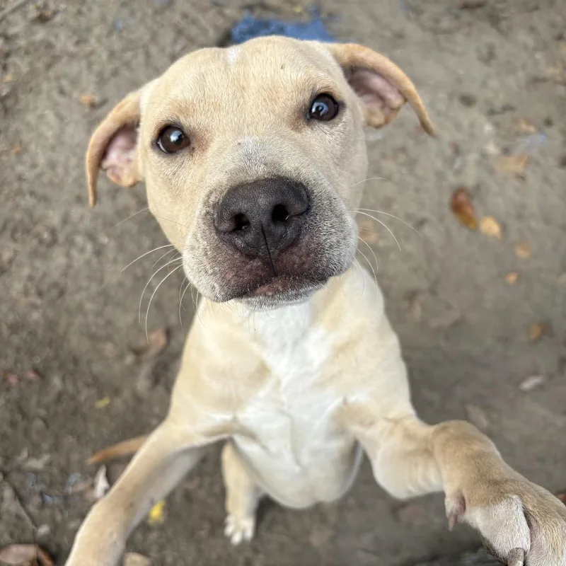 Baguette thumbnail 2