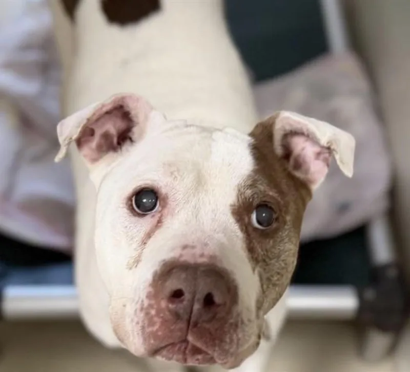 A senior medium-sized female Pit Bull Terrier dog named Meena for adoption in Whitewater, WI