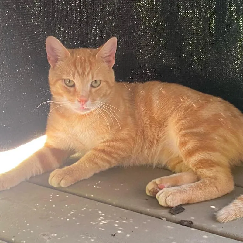 An adult large-sized male Orange / Red Domestic Short Hair cat named Willie for adoption in Huntington, WV