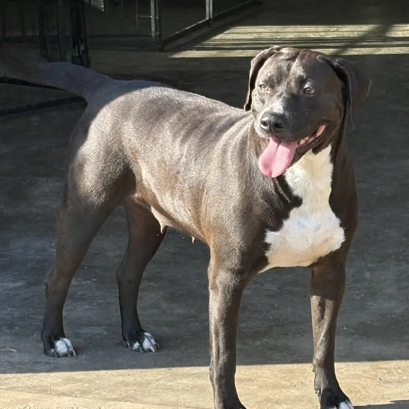 Blackie Nova thumbnail 2