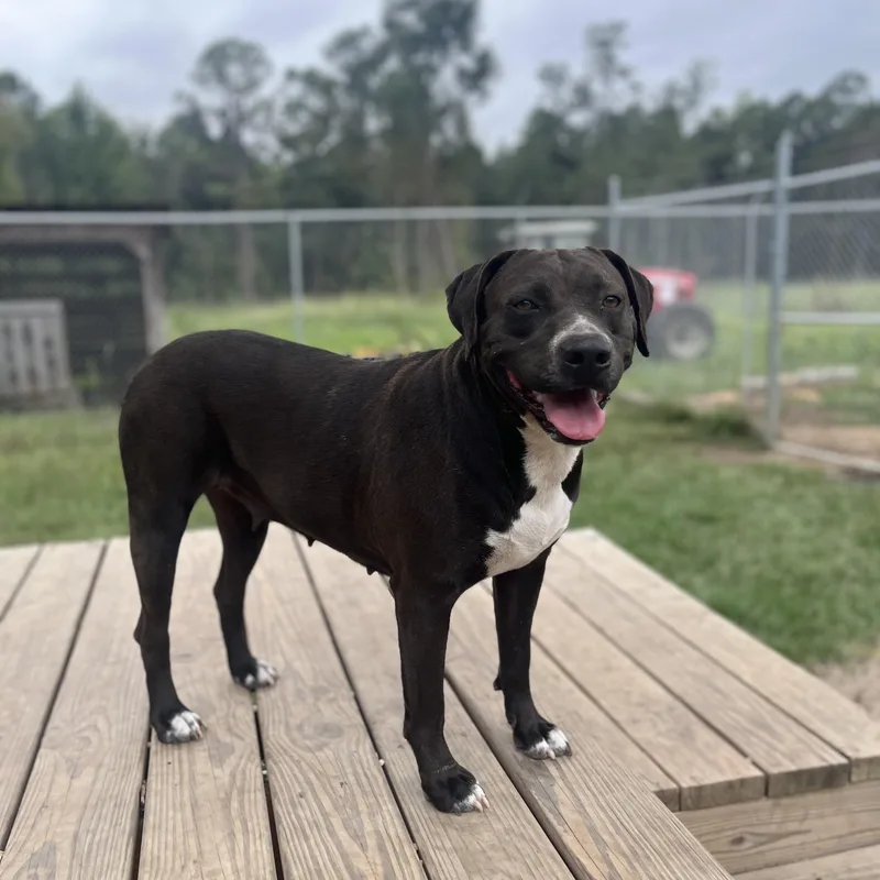 Blackie Nova thumbnail 3