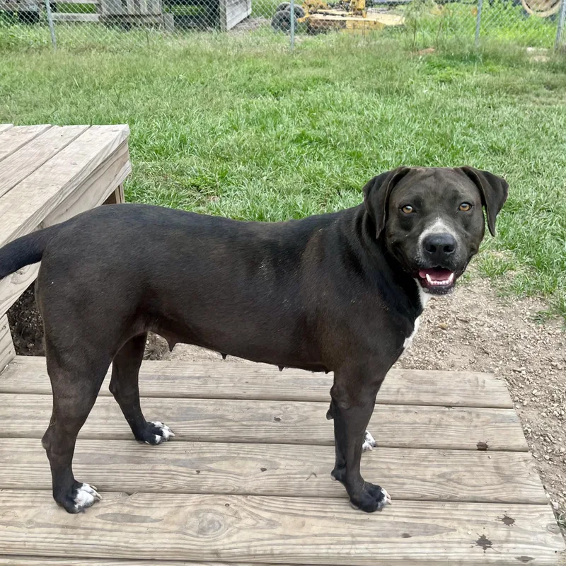 Blackie Nova thumbnail 4