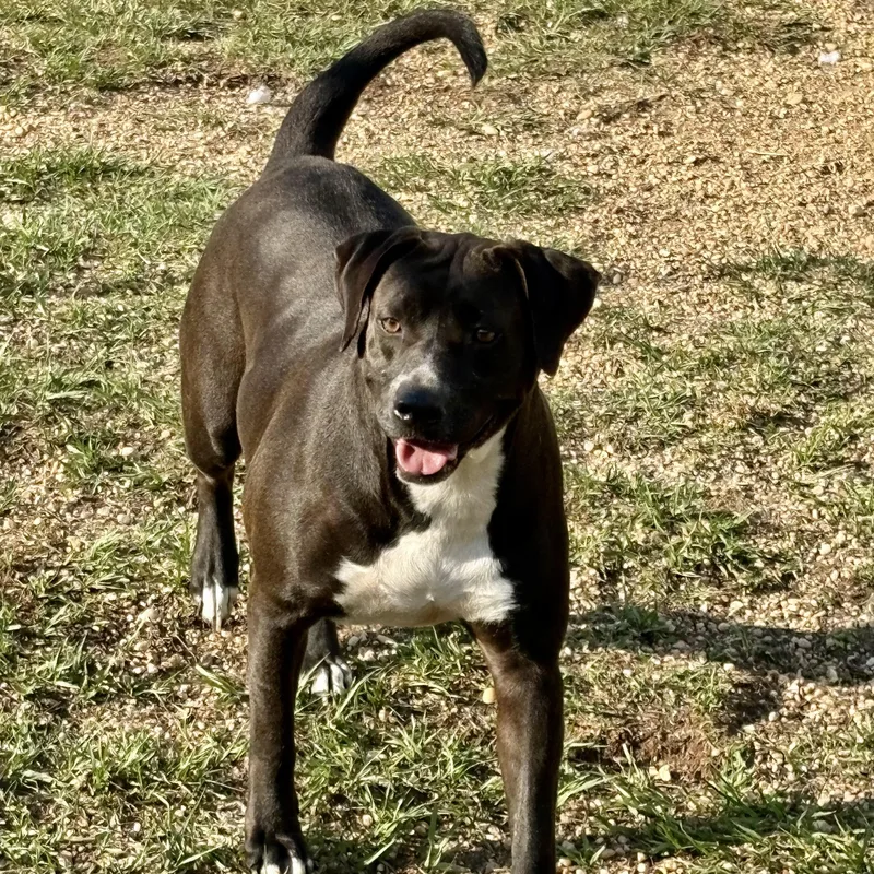 Blackie Nova thumbnail 5