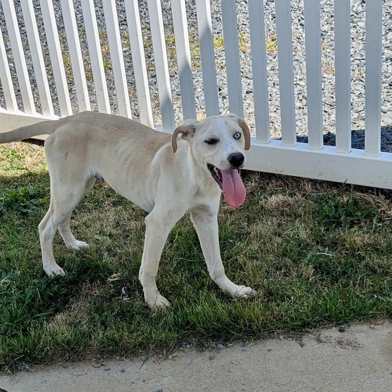 A young medium-sized male Apricot / Beige Hound dog named Ramon for adoption in Paramus, NJ