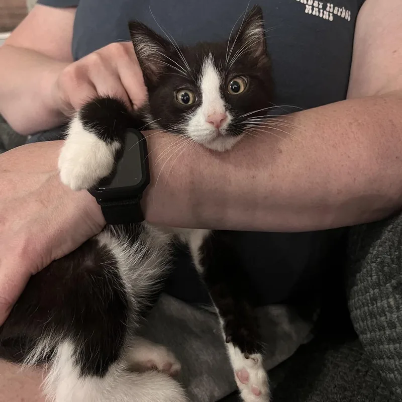 A baby small-sized male Black Domestic Short Hair cat named Larry for adoption in Fredericksburg, VA
