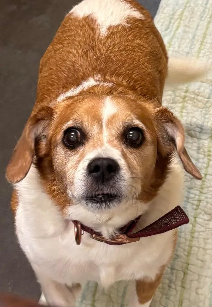 A senior small-sized male Beagle dog named Owen for adoption in Elizabethton, TN