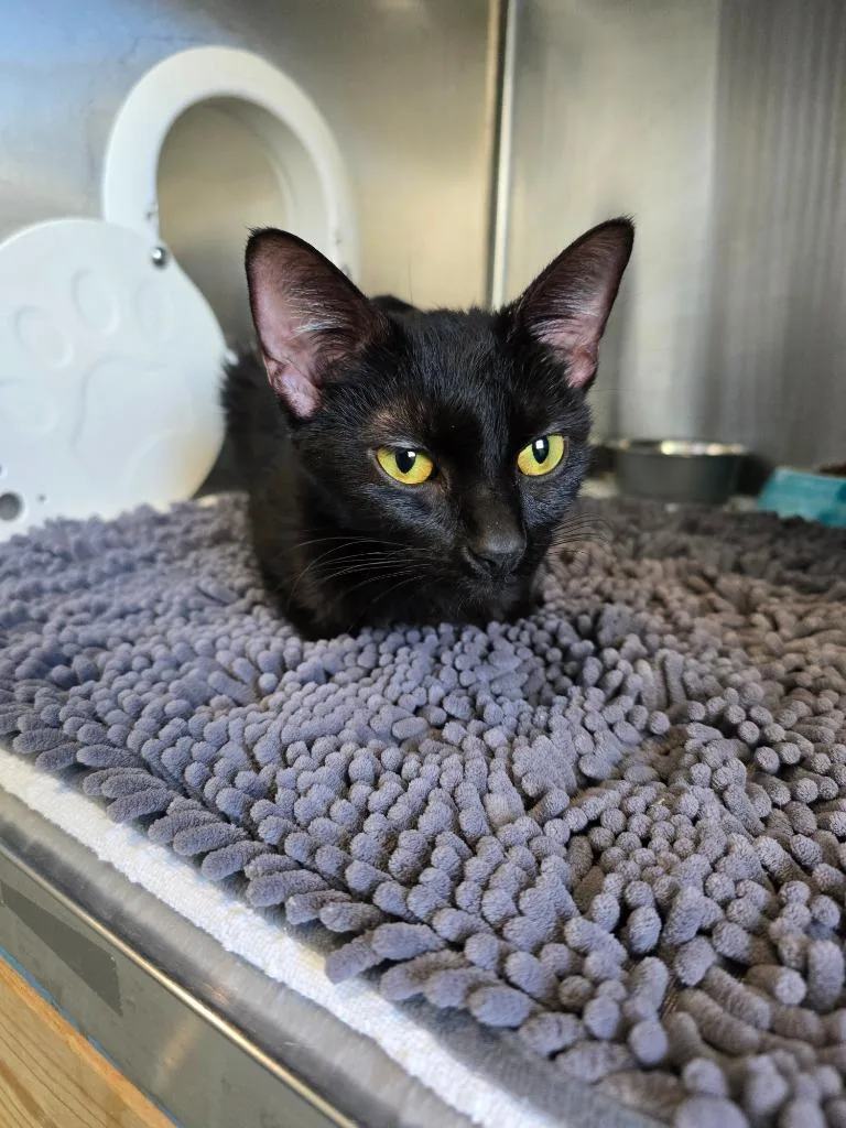 A baby medium-sized female Domestic Short Hair cat named G Kenai for adoption in Ashland, WI