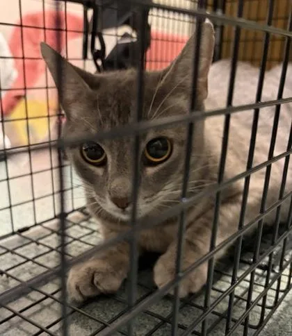 An adult medium-sized female Domestic Short Hair cat named Jessica  Working Cat for adoption in Fairfax, VA
