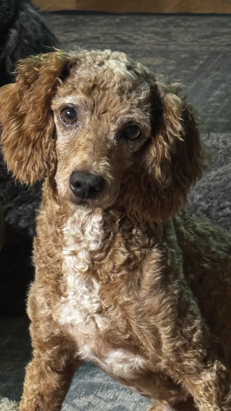 An adult small-sized male Miniature Poodle dog named Banjo for adoption in Woodlawn, TN