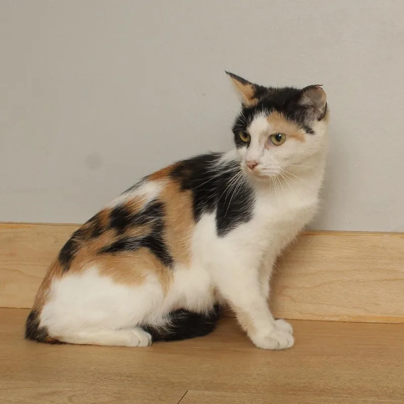 An adult medium-sized female Calico Domestic Short Hair cat named Pebbles C for adoption in Minnetonka, MN