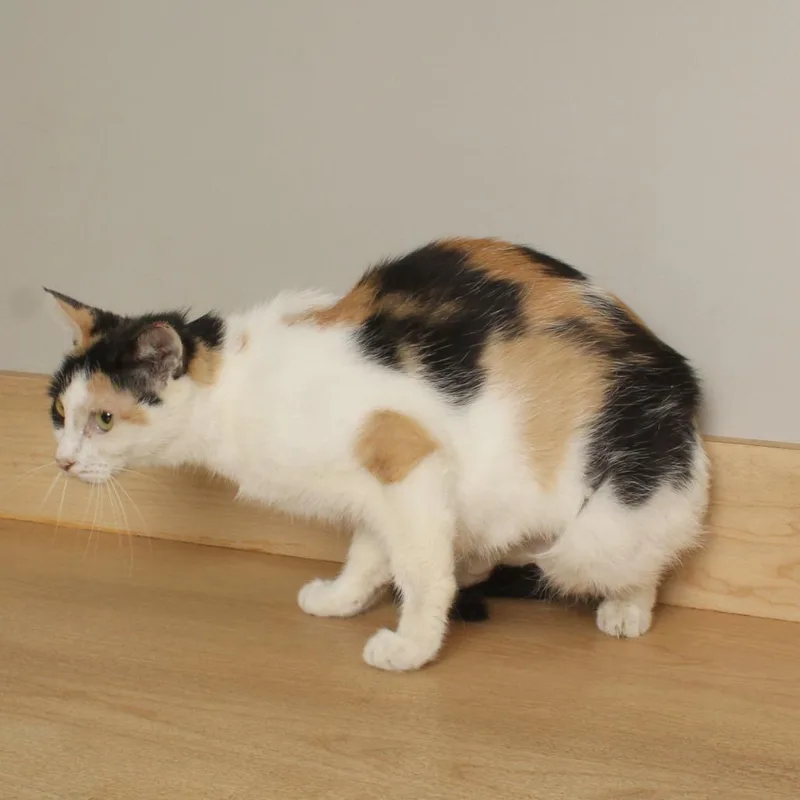 Pebbles C thumbnail 2