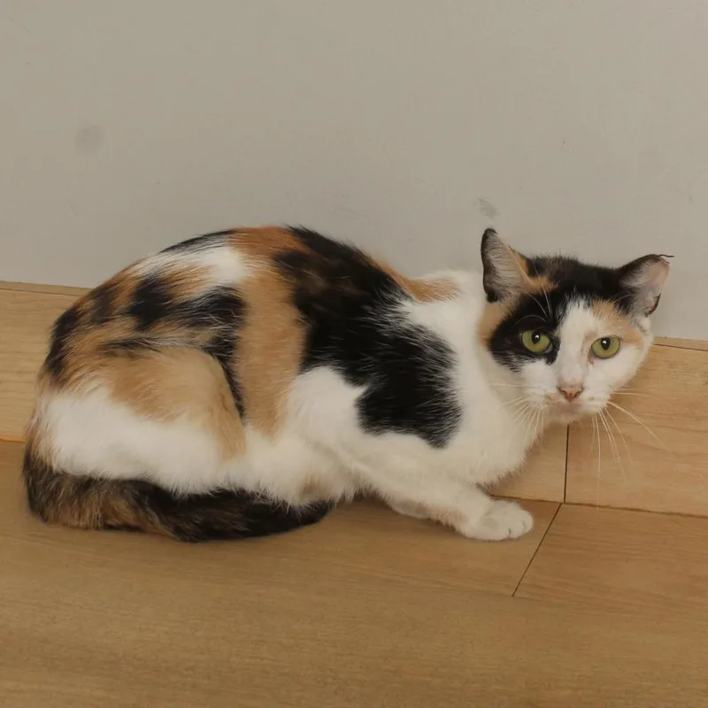 Pebbles C thumbnail 3