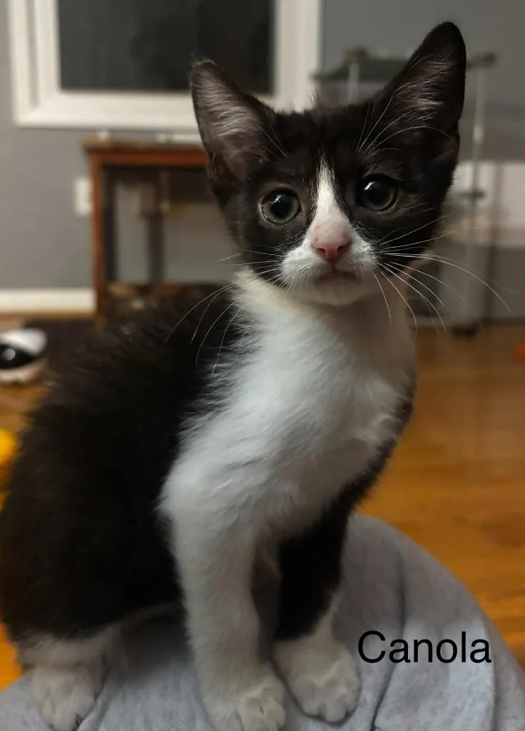A baby medium-sized female Domestic Short Hair cat named Canola for adoption in Johnson City, TN