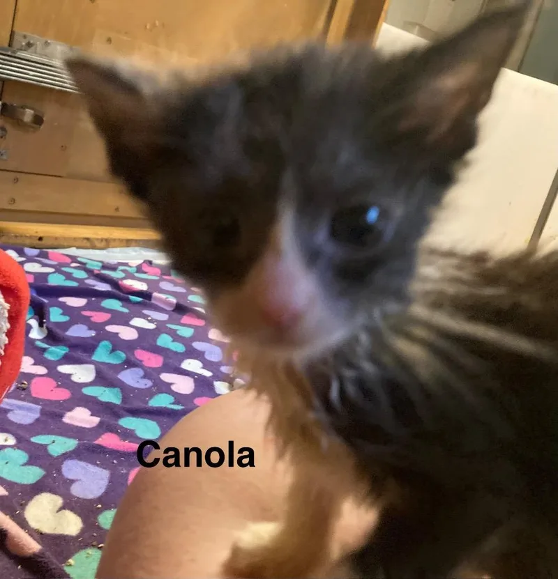 Canola thumbnail 2