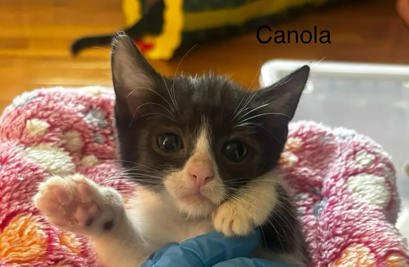 Canola thumbnail 4