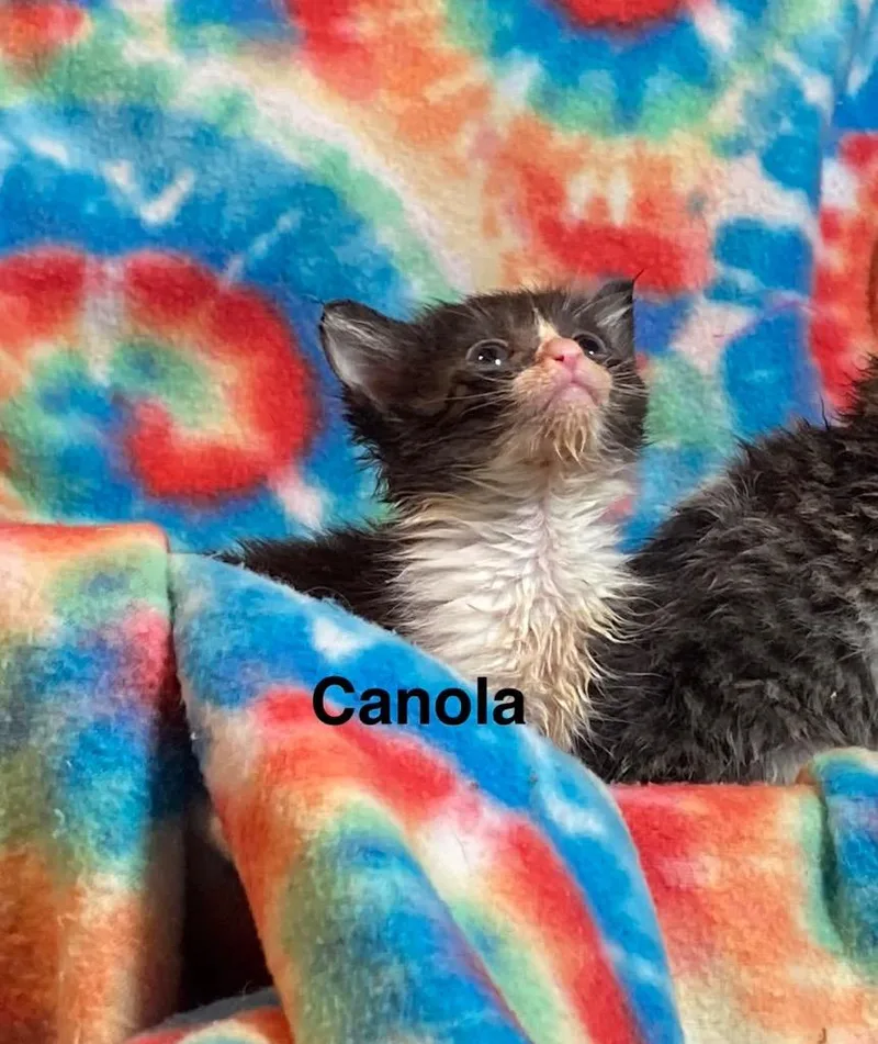 Canola thumbnail 5