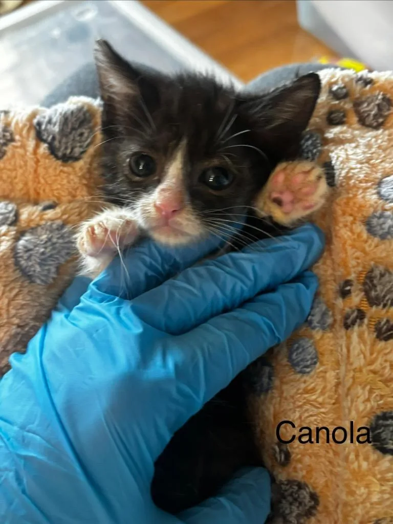 Canola thumbnail 6