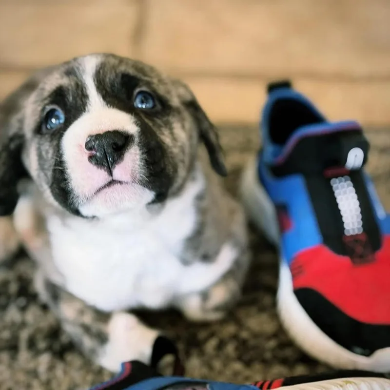 Brunch Bunch thumbnail 3