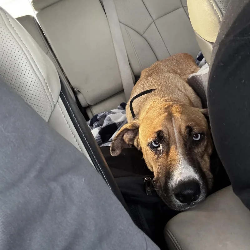 Brunch Bunch thumbnail 4