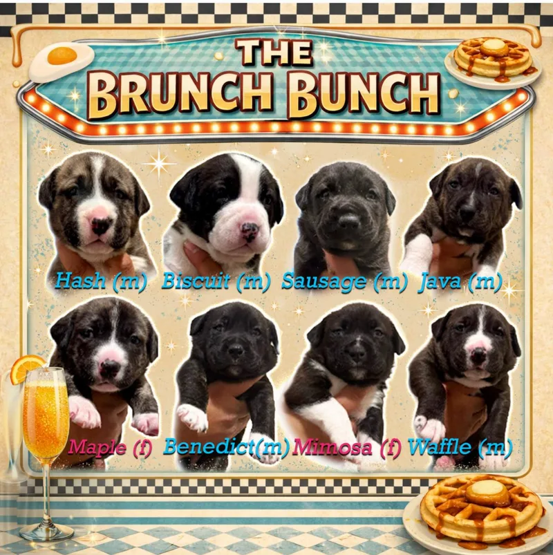 Brunch Bunch