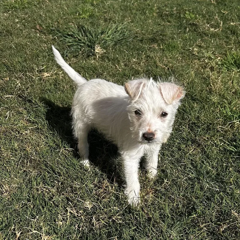 Green Bean thumbnail 2