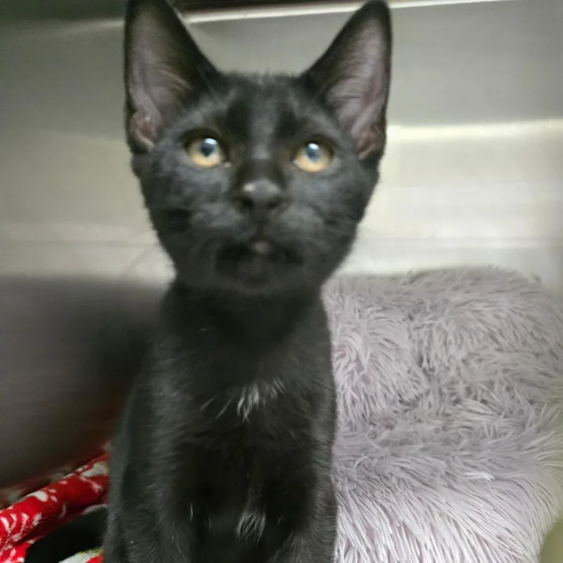 A baby small-sized male Black Domestic Short Hair cat named B Anakin Roswell for adoption in Denver, CO