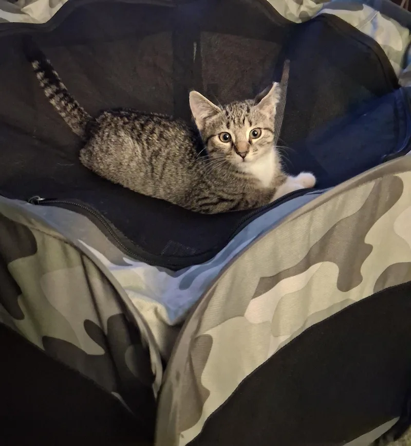 A baby medium-sized female Domestic Short Hair cat named Maizie Willow Grove for adoption in Greenville, DE