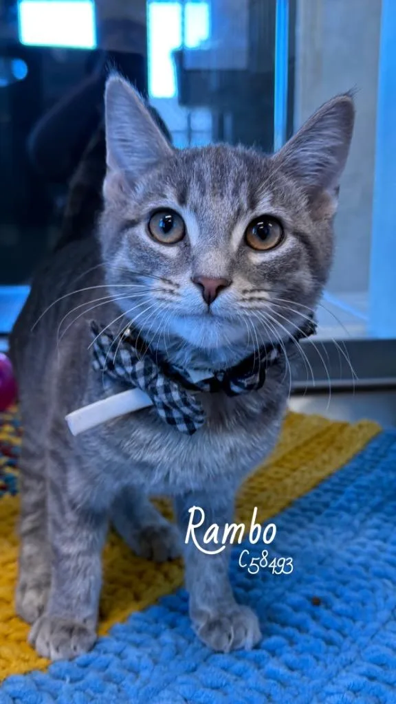 A baby small-sized male Domestic Short Hair cat named Rambo for adoption in Clarksville, TN