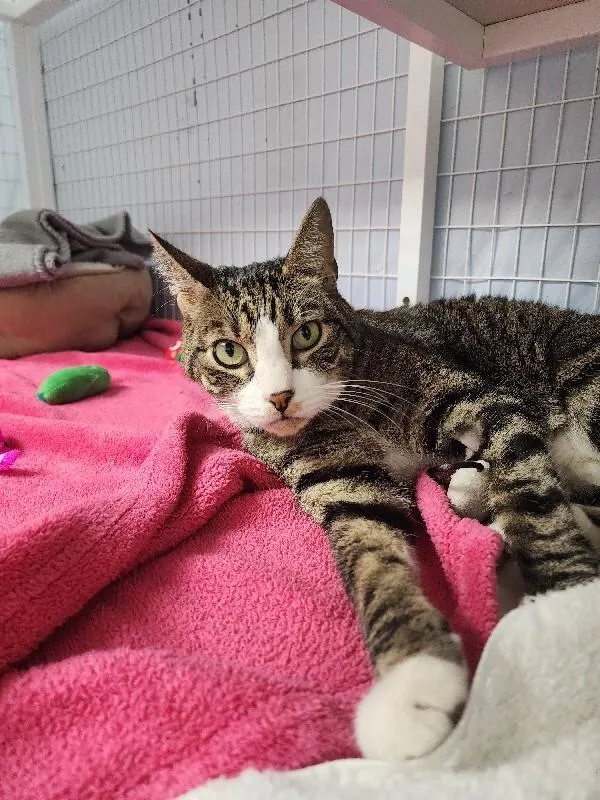 A senior medium-sized male Domestic Short Hair cat named Wobbles for adoption in Diamond Springs, CA